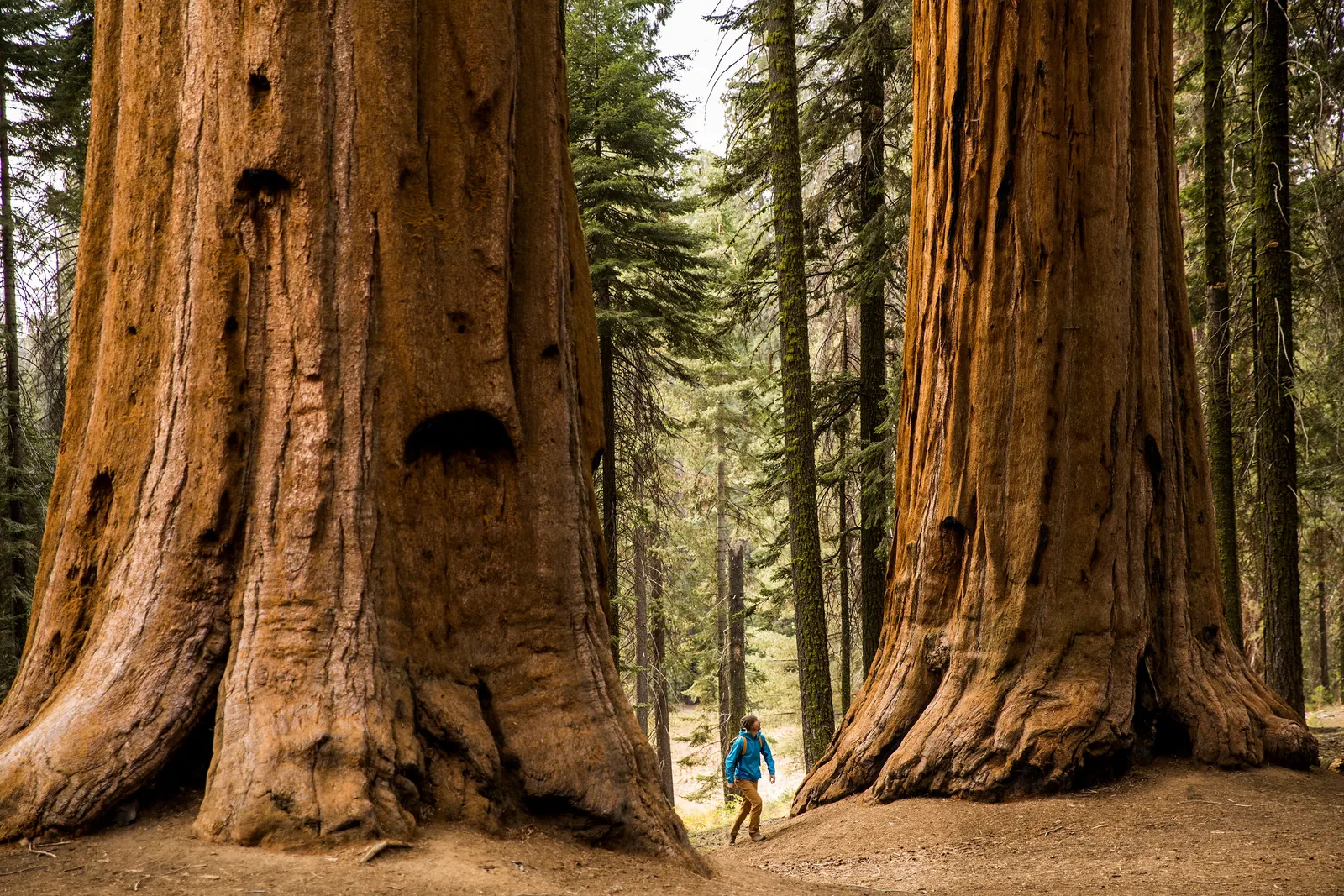 Giant Sequoia(거삼 나무)