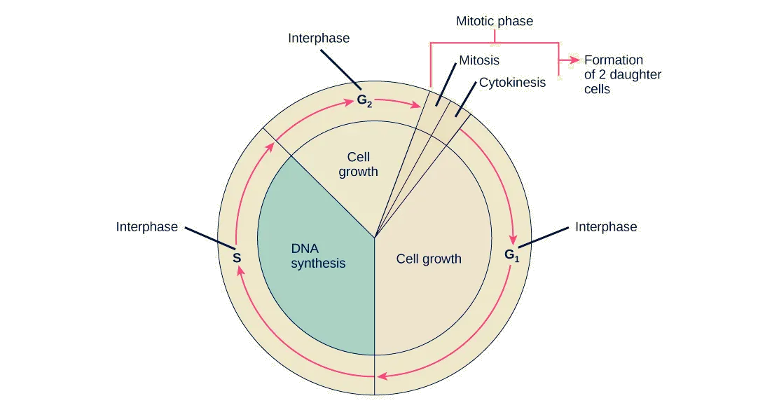 생명체의 사이클은 마치 브랜드와 비슷하다. 그림은 The cell cycle
ⓒOpenStax College, Biology