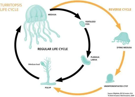 해파리는 지구상에서 영생불사(永生不死)할 수 있는 유일한 생물체이다. Diagram illustrating the life cycle of the immortal jellyfish ( http://discovermagazine.com/2017/dec/the-immortal-jellyfish )